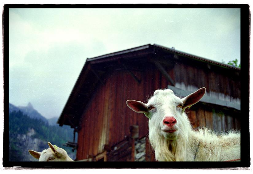 switzerland goats.JPG
